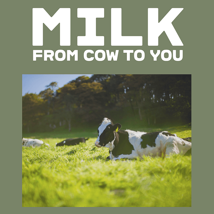 Milk - from cow to you